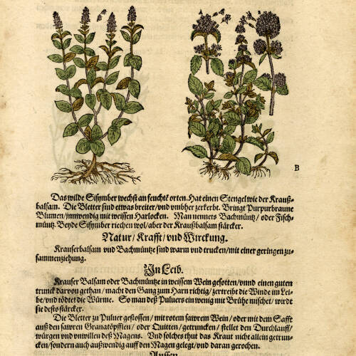 Botanical illustration of plants with text.